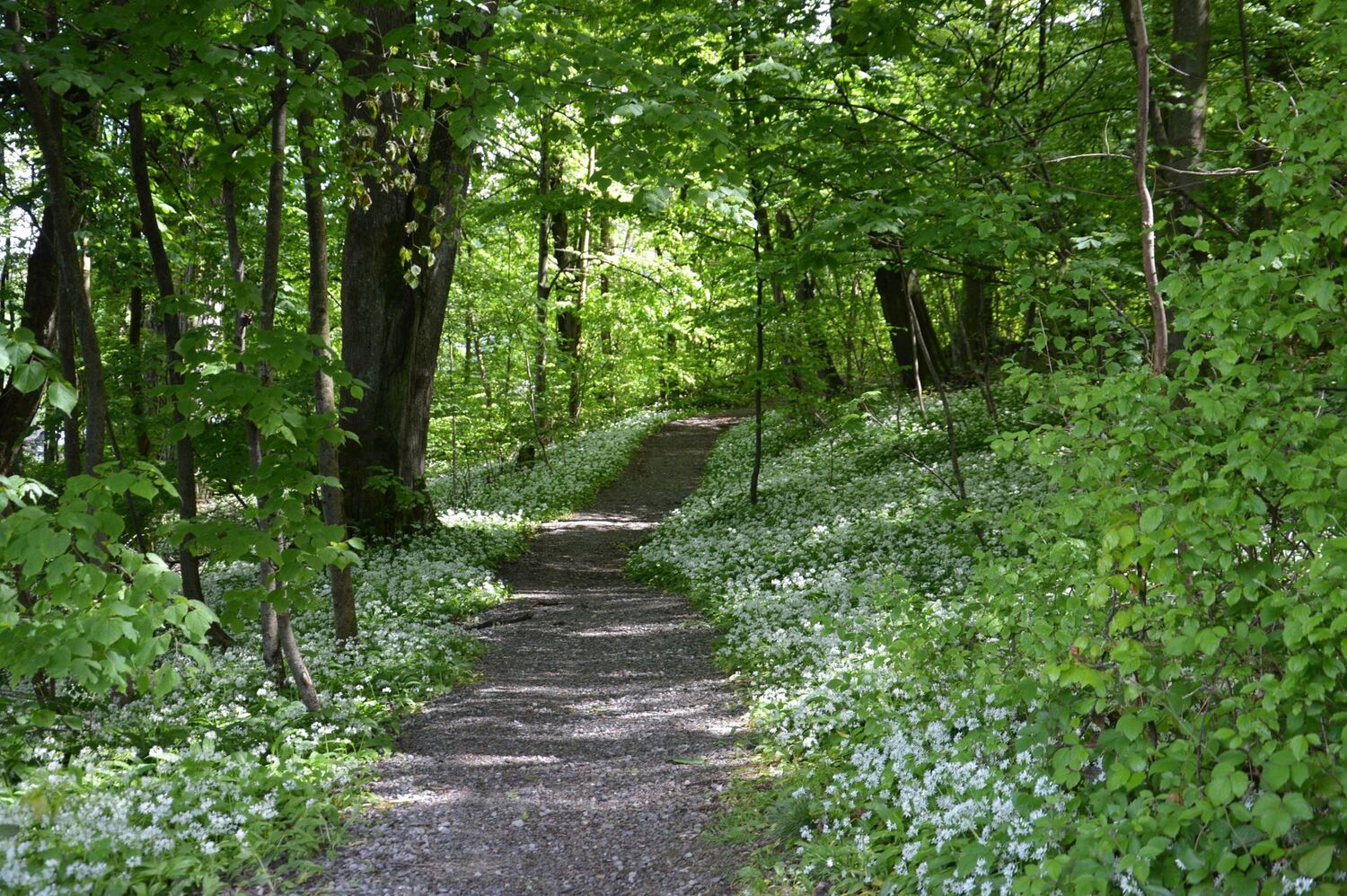 Weg - Zanzenberg - Dornbirn